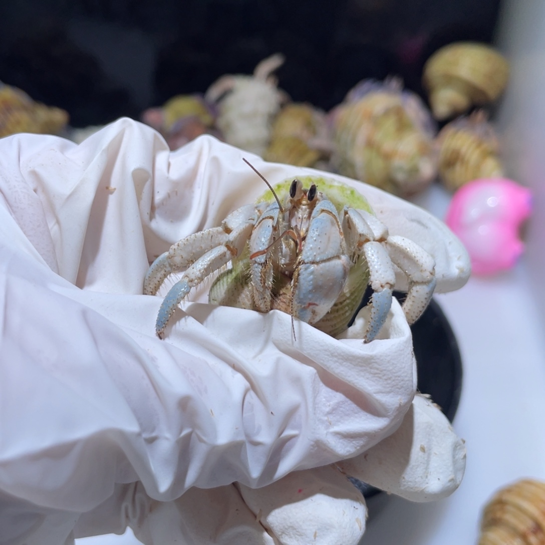 W2 紫陆  1.9口  冰蓝色高婷专拍