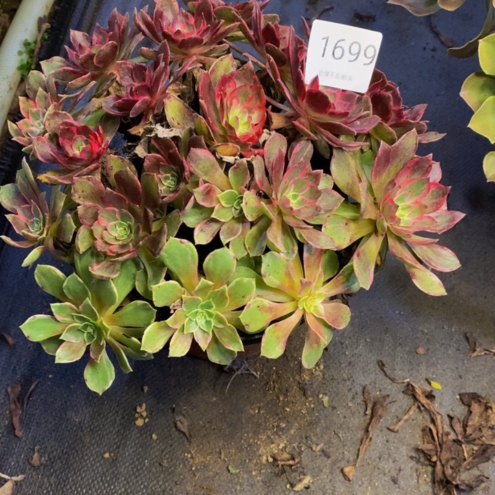 万花筒多肉断头不包1699