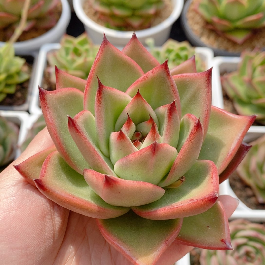 227 号东云系多肉植物