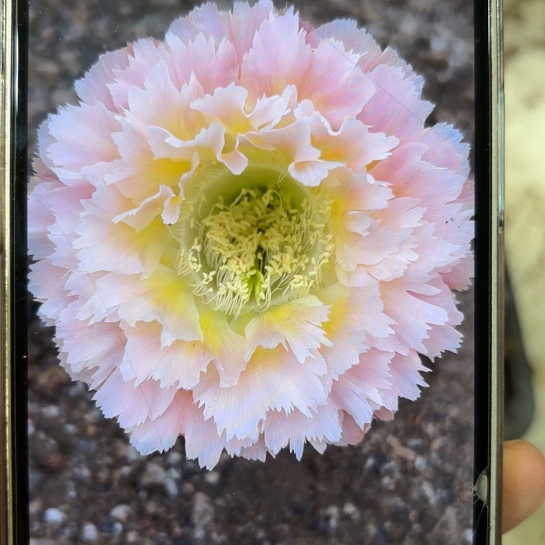 彩草青青颜如玉8.5-9公分微瑕