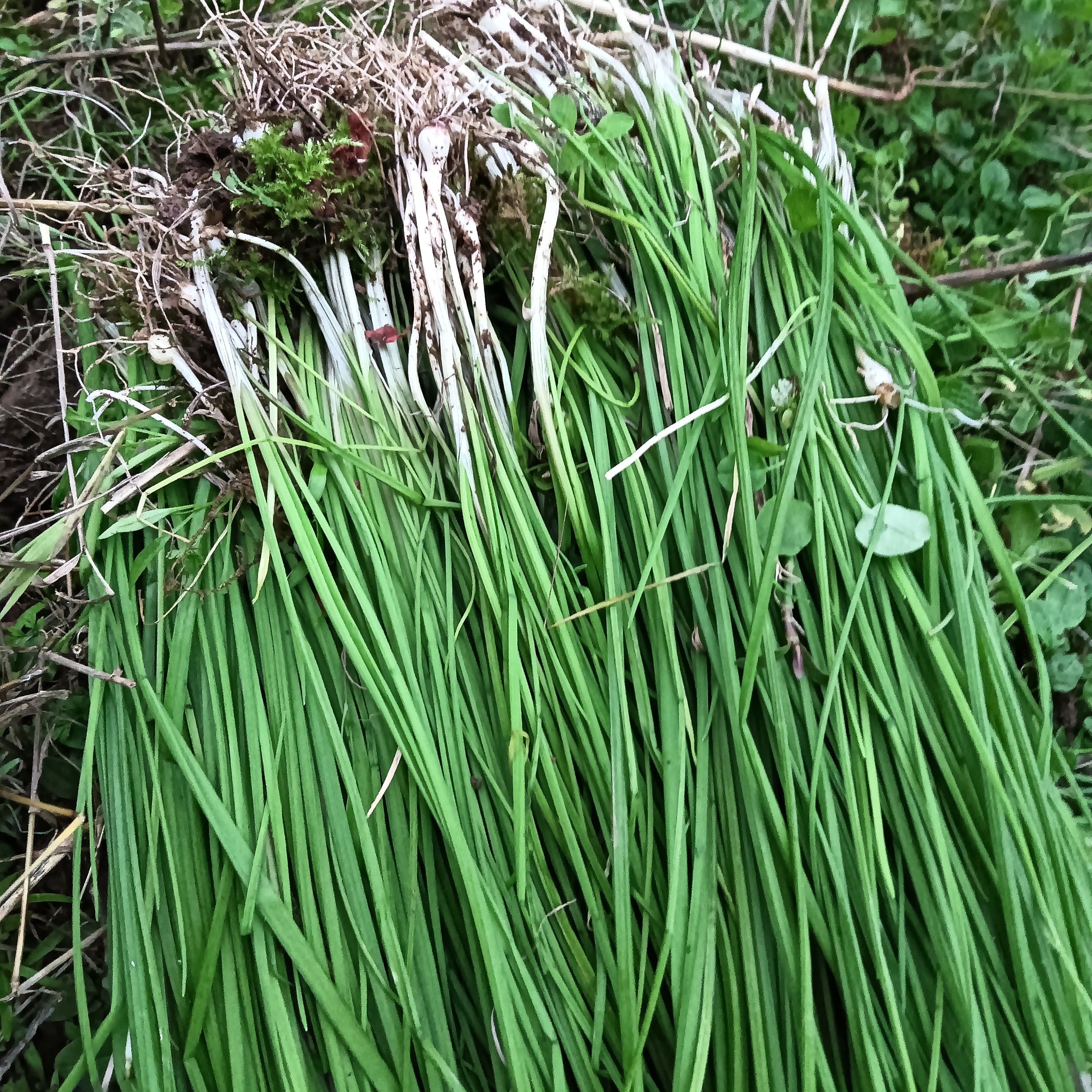 新鲜野葱现采野生野菜可用于火锅凉拌饺子馅现挖