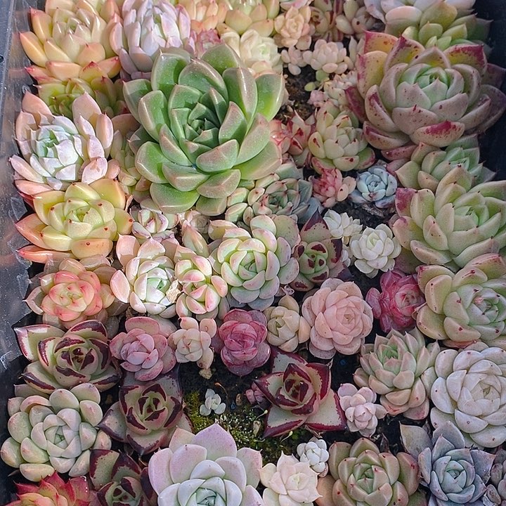 109 多肉植物盆栽花卉盆栽