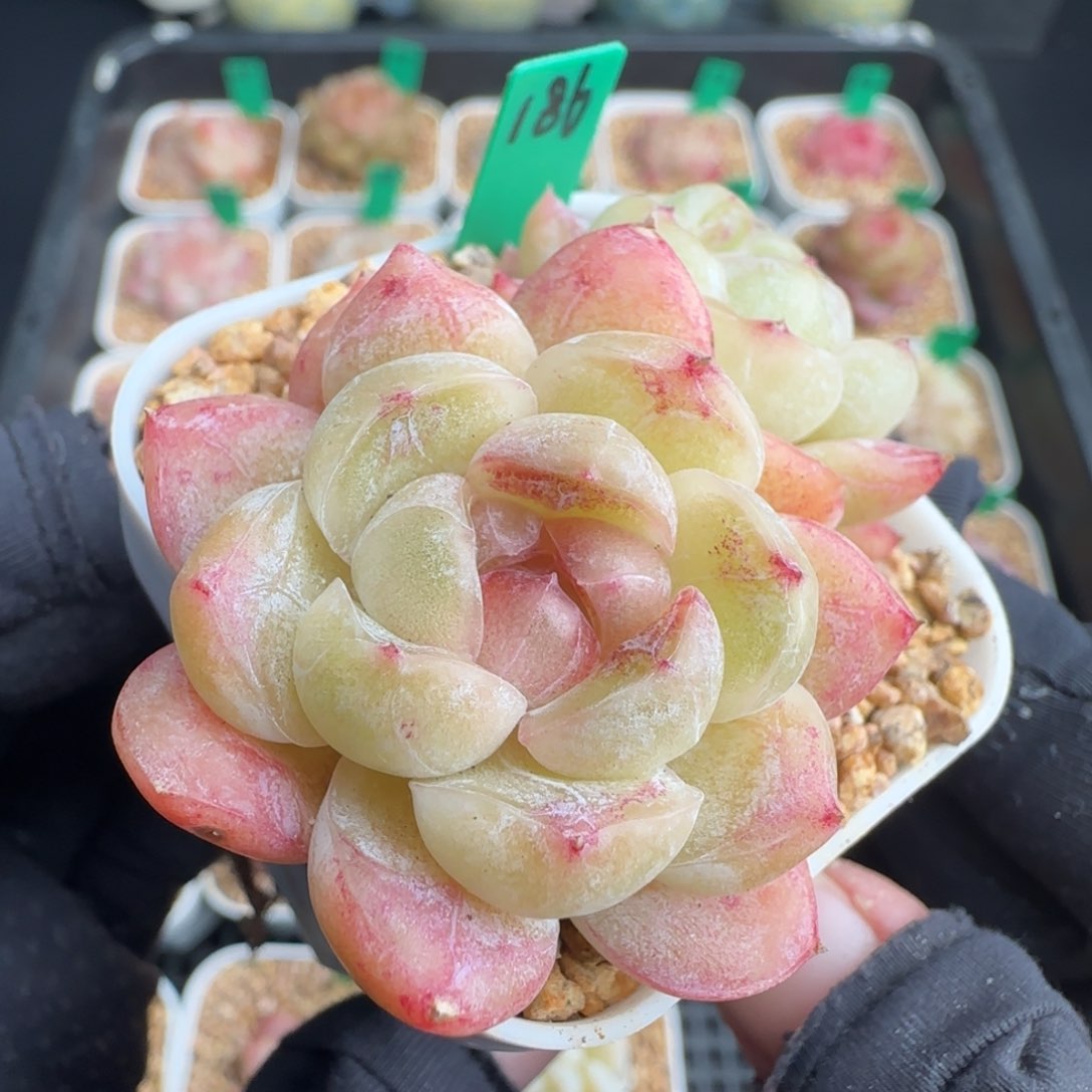 多肉186   焦糖玛奇朵5厘米盆