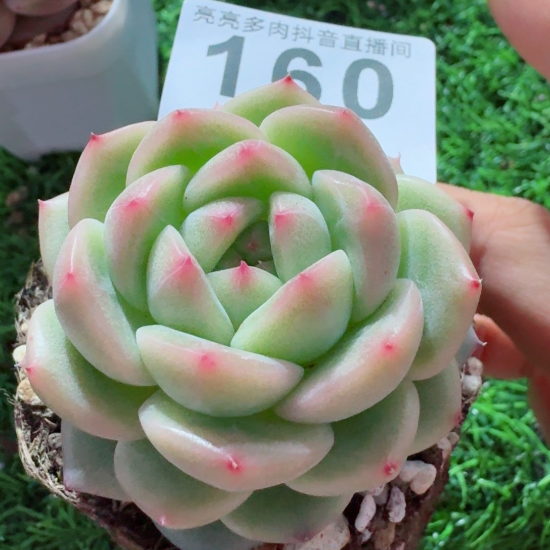 月玲珑珍妮         精品多肉