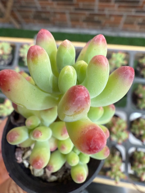 满9.9包邮 精品乙女芯