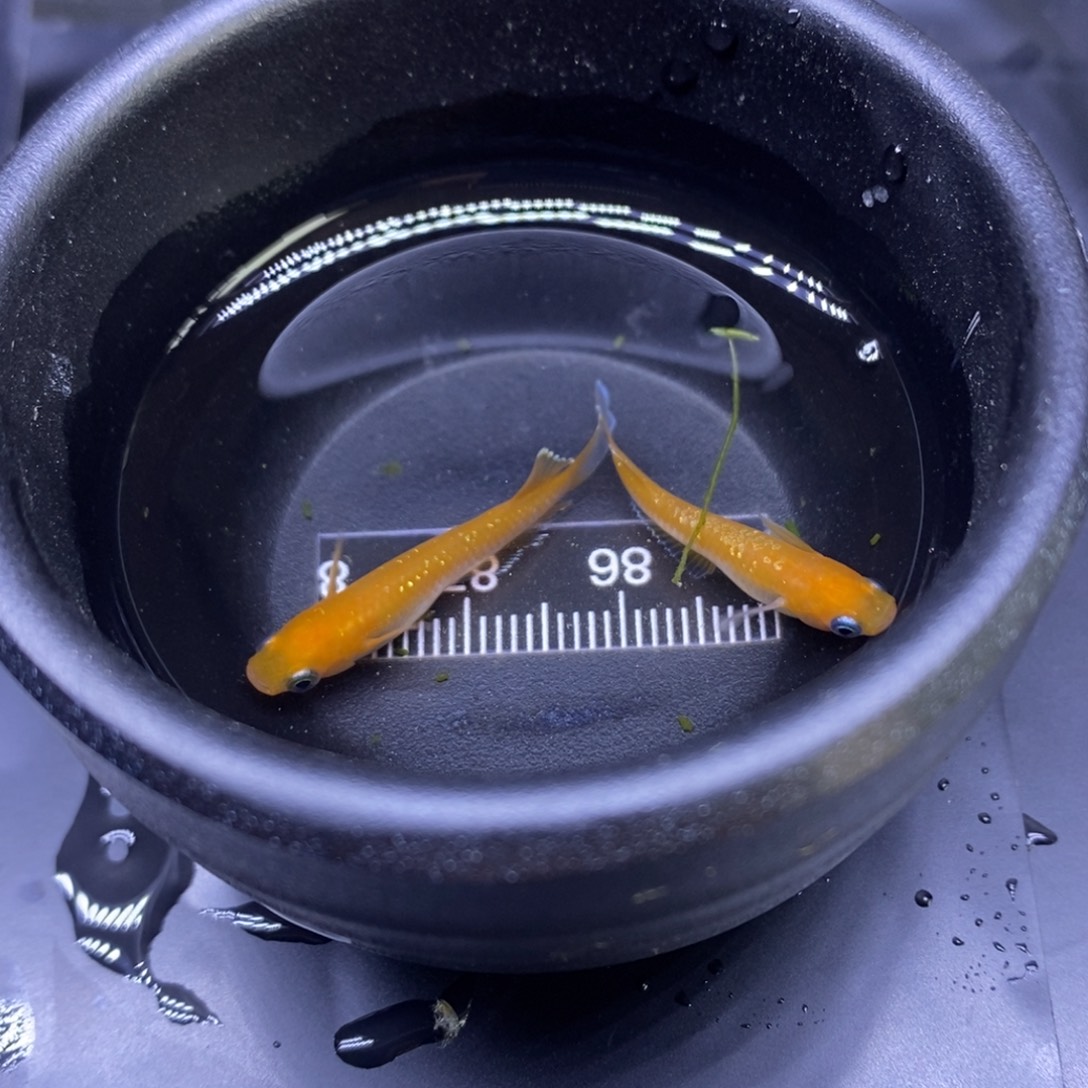 青鳉鱼红色赤壁8号