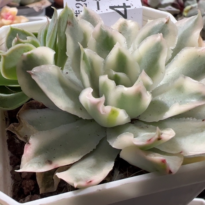 432紫蝴蝶锦多肉植物