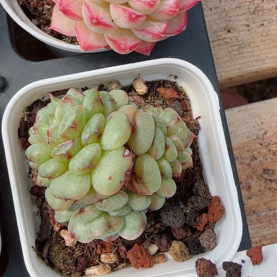 花语逸镜0326-26