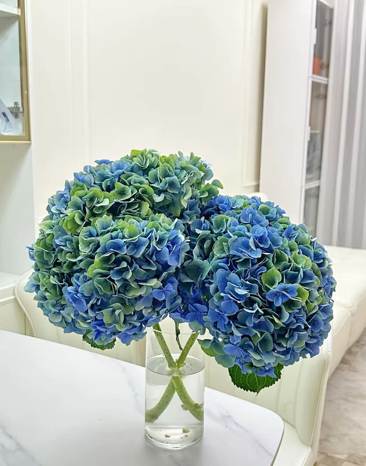 巨无霸青花瓷绣球花可做干花高级小众水培鲜花蓝色