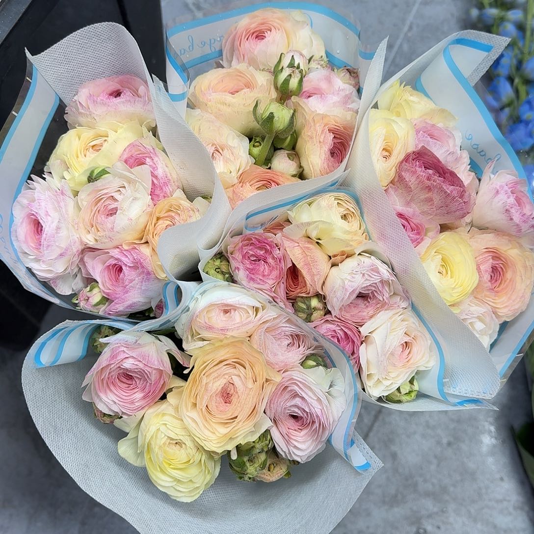 完全开放蜜桃派5-6支！任选三件顺丰空运包邮