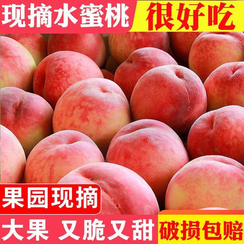 【M1】山西运城头茬水蜜桃新鲜现摘脆软甜多汁当季水果
