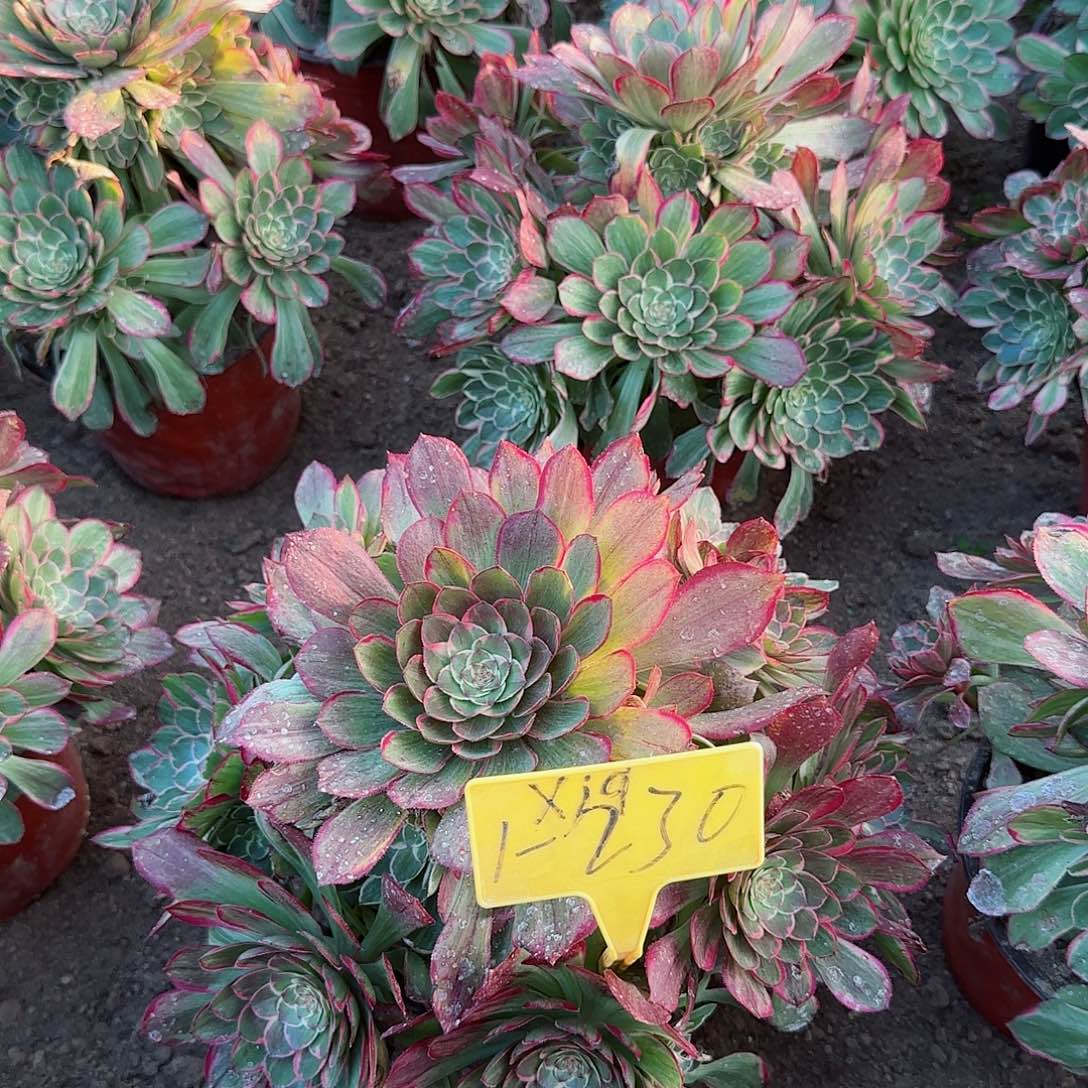 清*1-230---多头多肉植物莲花座