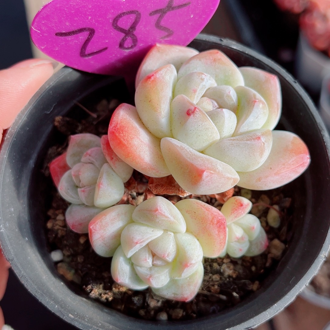 285号小老桩冰玉群