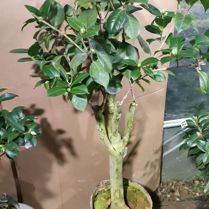 120情人节，原盆原土发货，不包邮