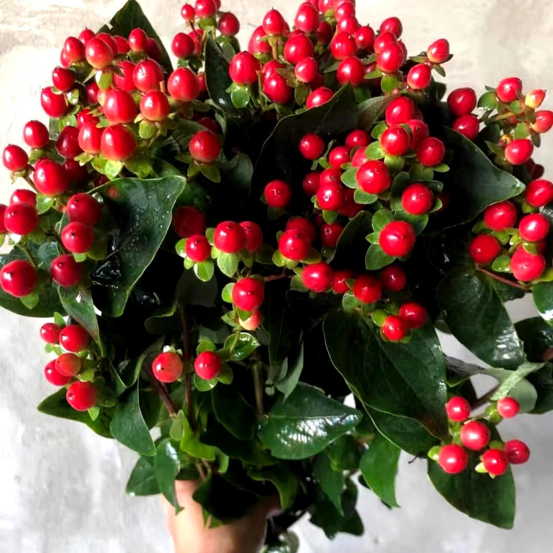 【红豆5支】京东包邮到家