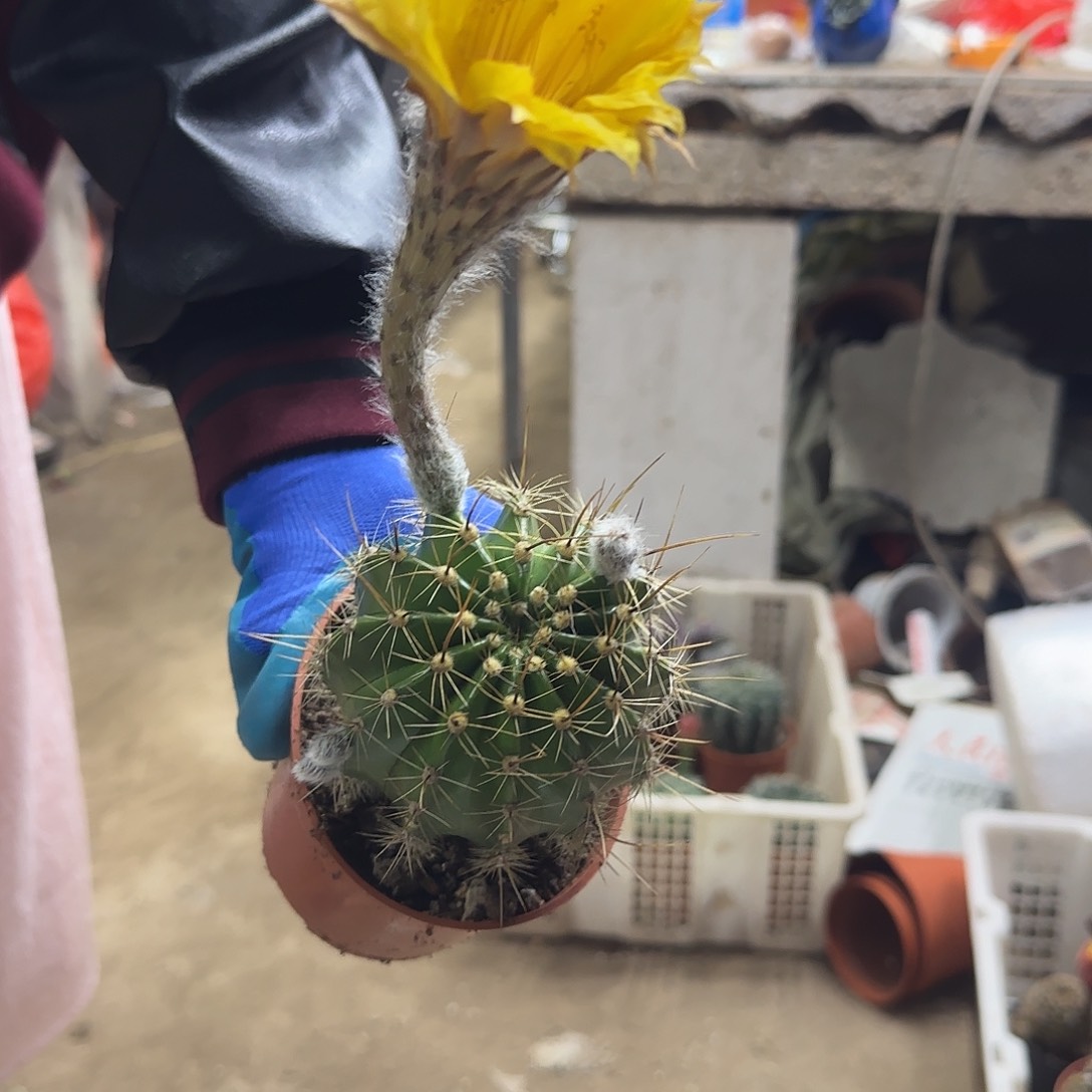 咖**活花花花花花花花花好