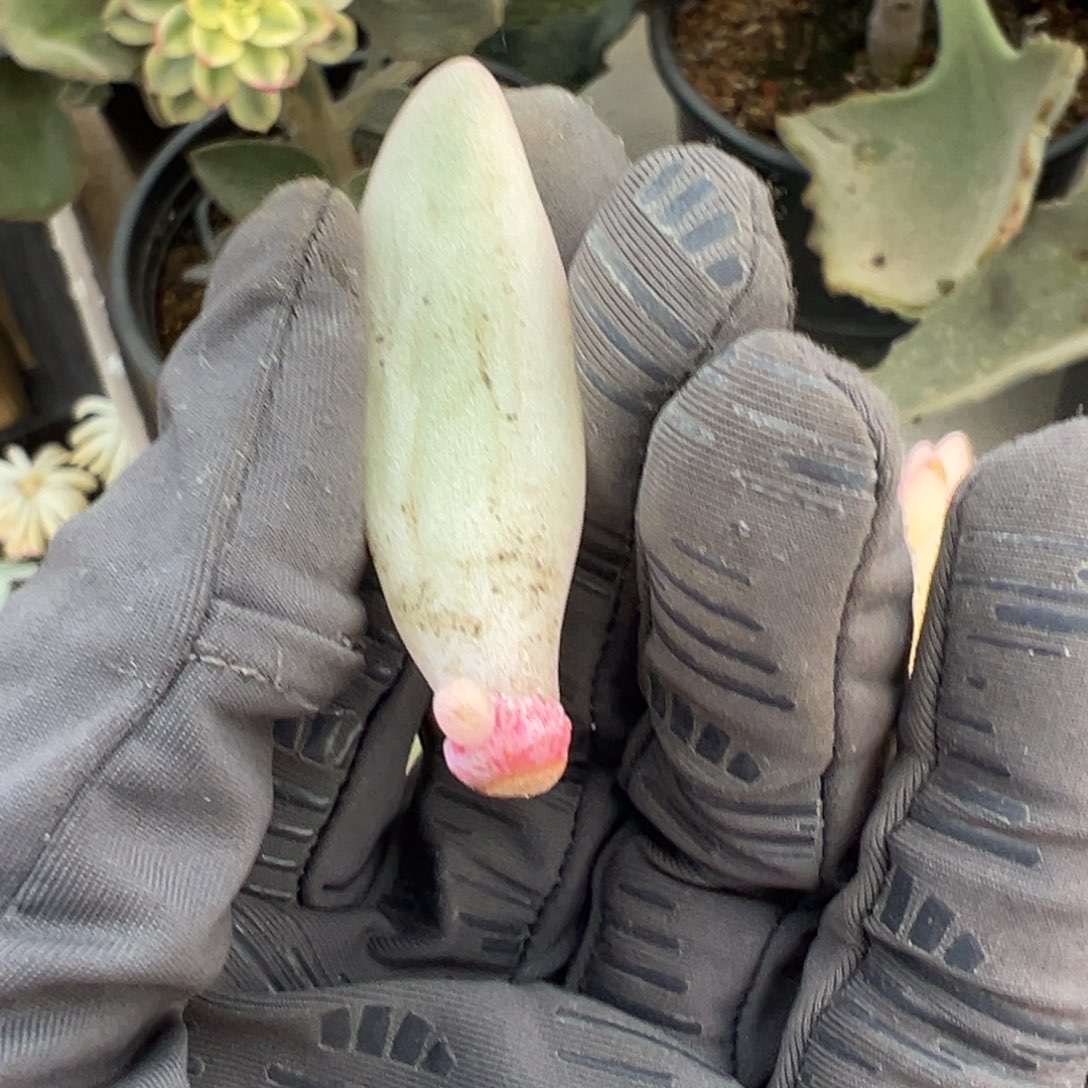 那***光草莓啵啵锦叶插苗