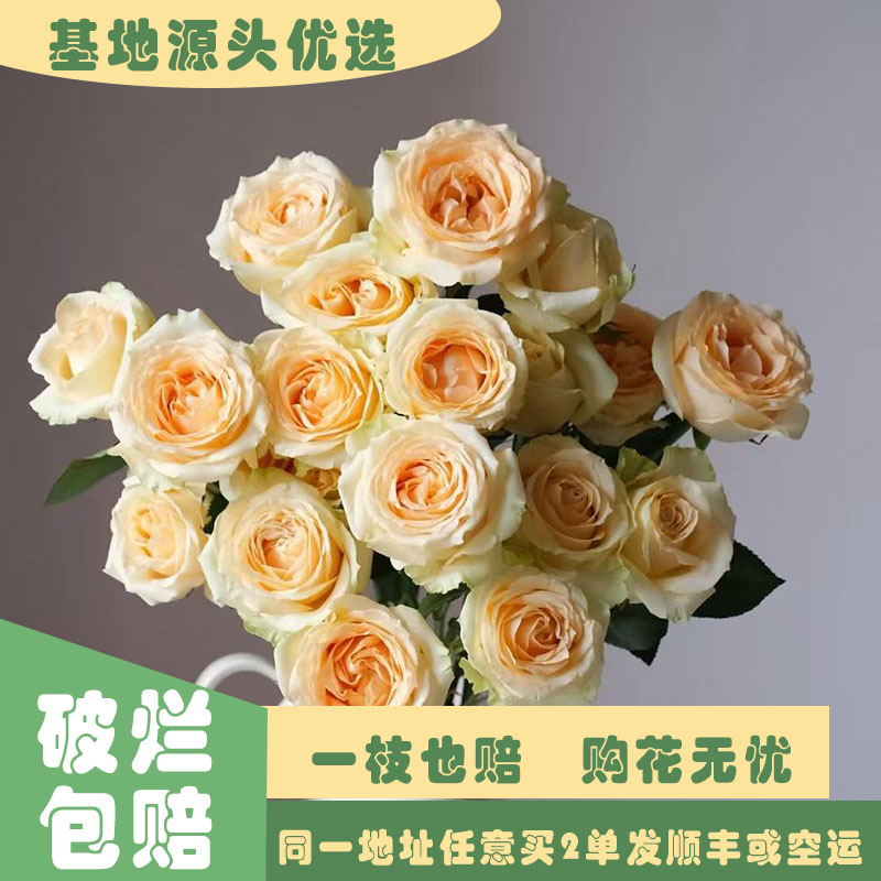 【基地源头优选】 香槟玫瑰     任意两单发顺丰或空运