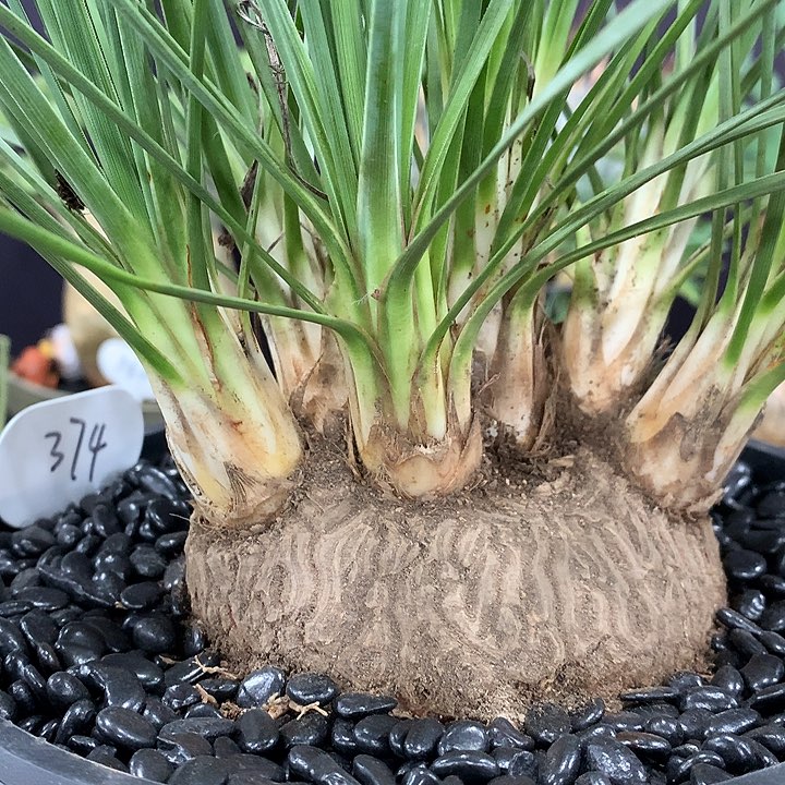 374胡克酒瓶兰10公分哈哈哈哈哈哈