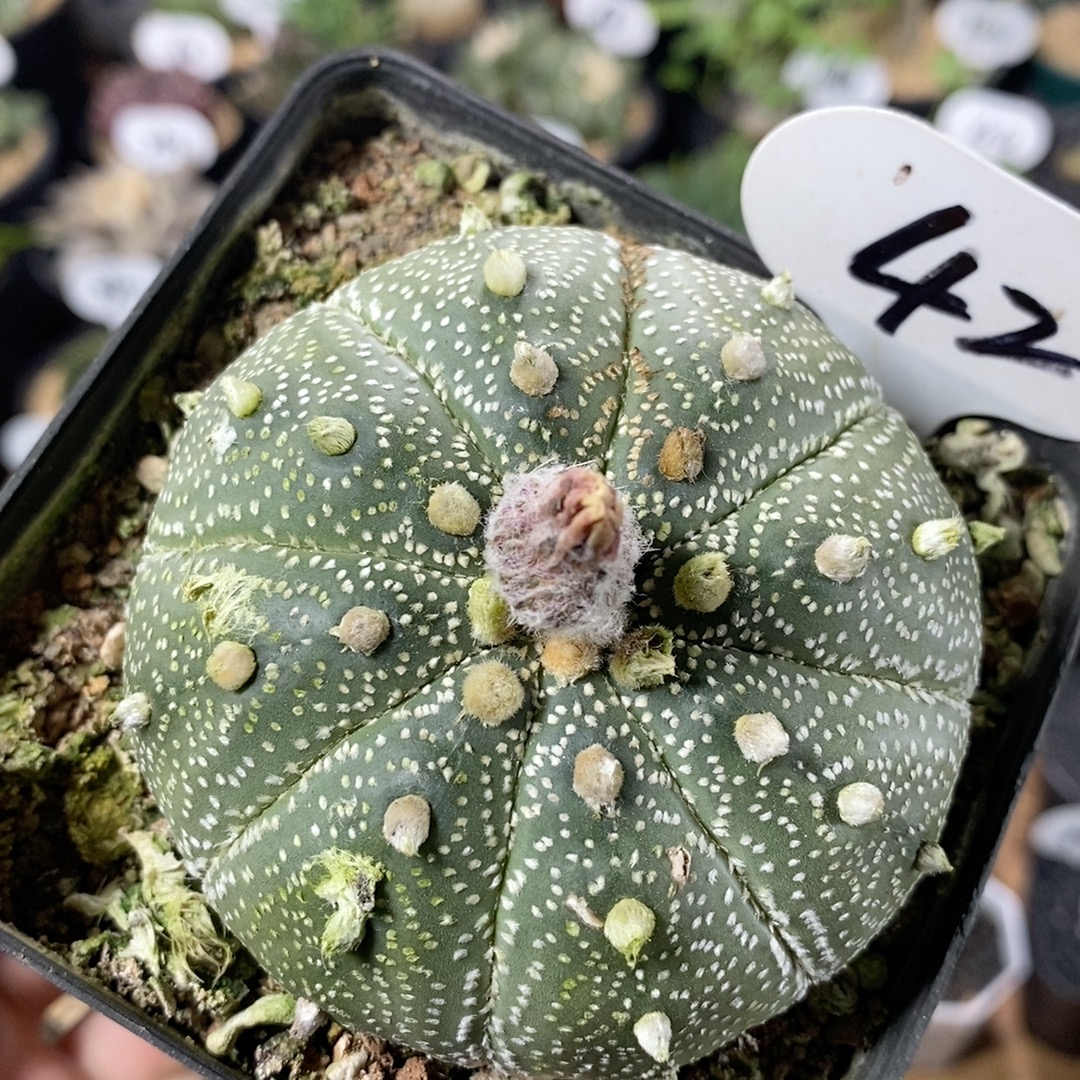 42号实生星兜仙人球7.8cm