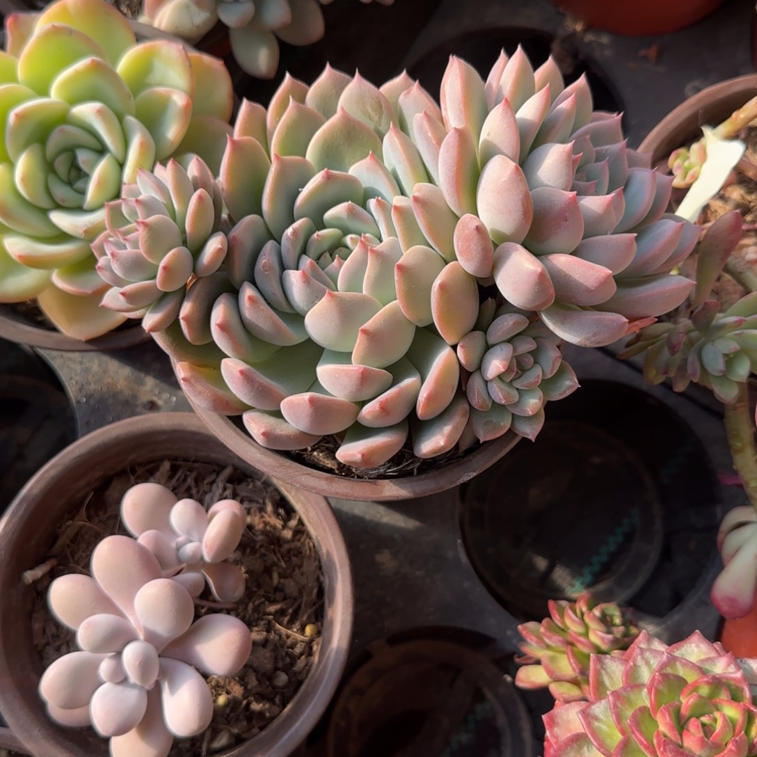 无花朵120霜花群生