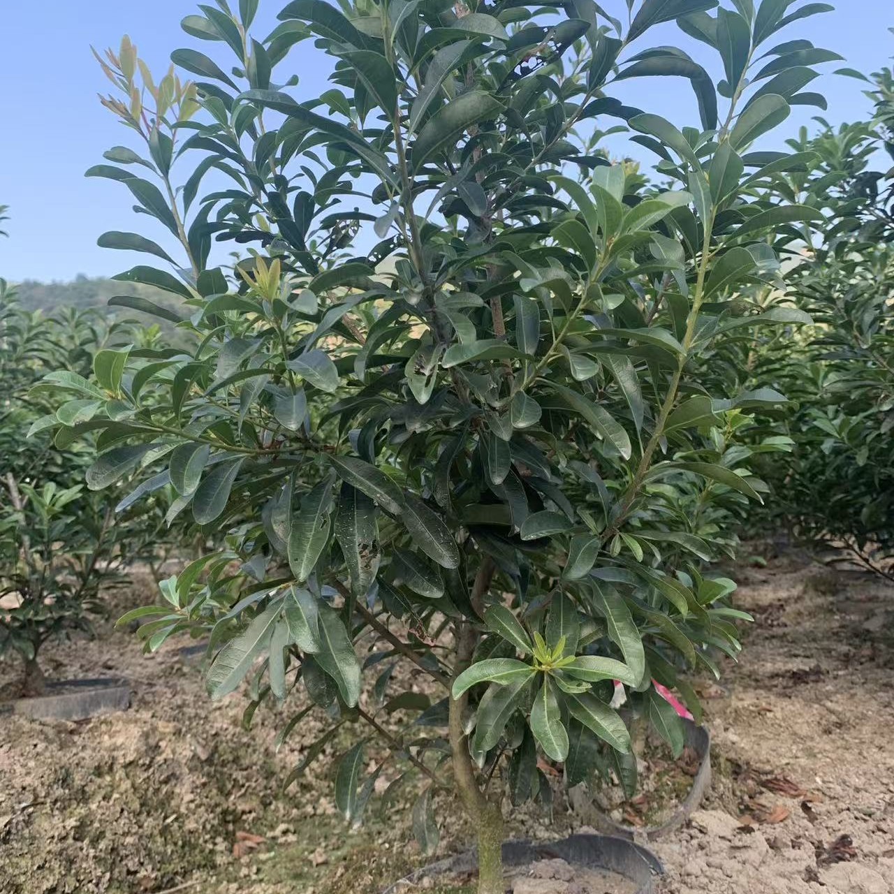 正宗仙居黑炭2公分杯苗带土带杯修剪发货