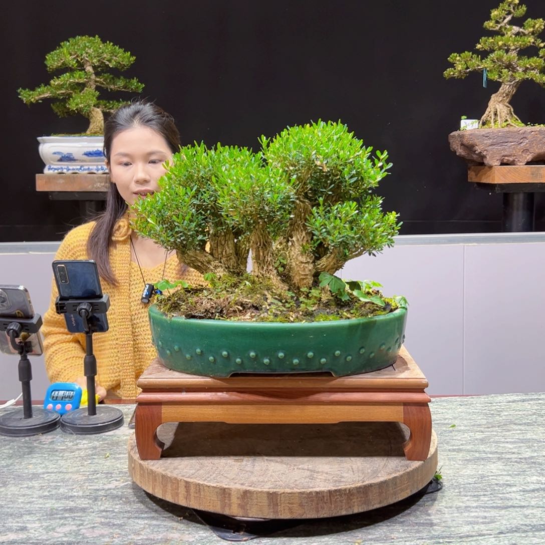 黄杨盆景老桩四季长青