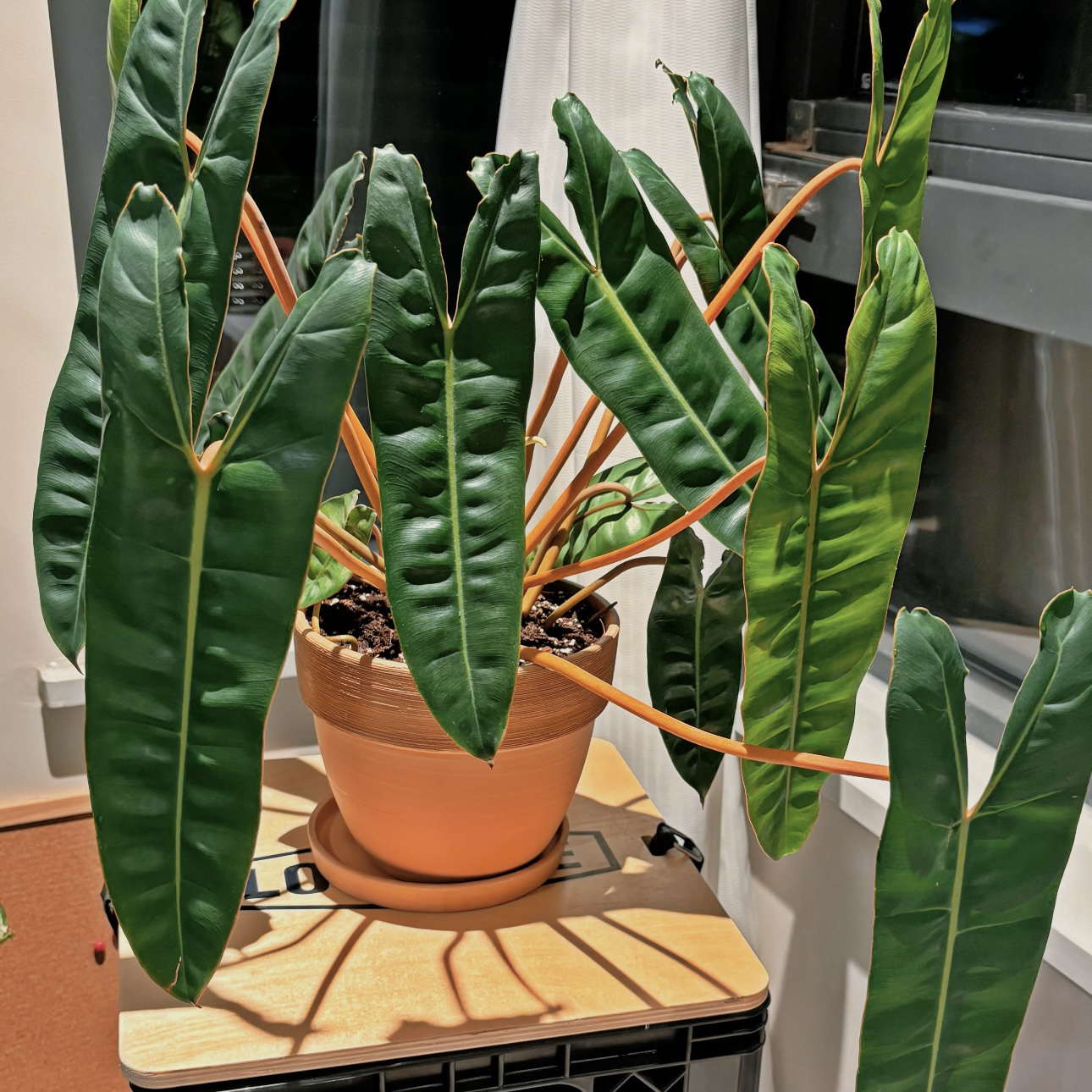 【橙柄蔓绿绒】ins风超高级！热植耐热绿植盆栽多年生