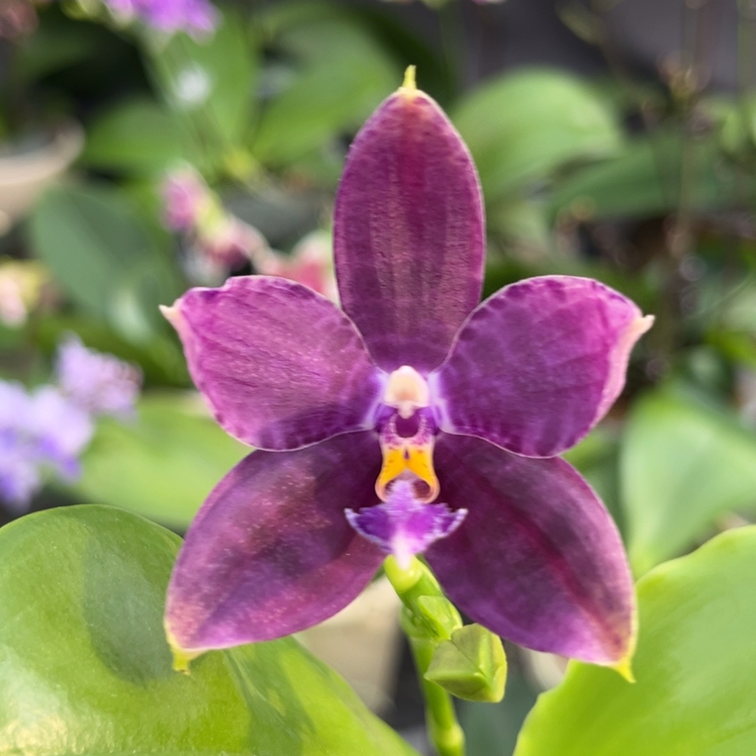 完全开放2.5寸39开花株