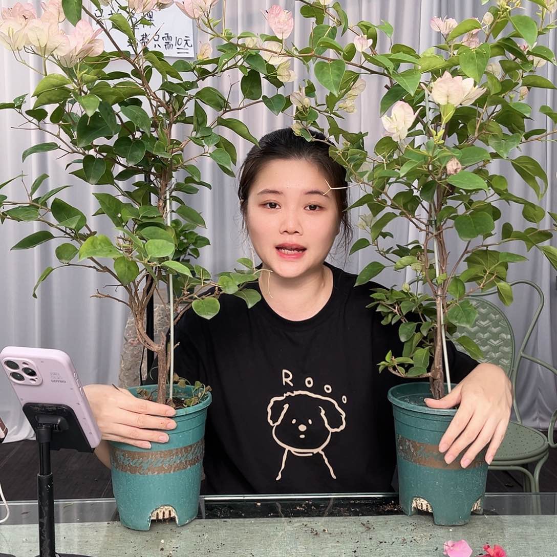 大部分开放少量花苞五宝带竹一颗