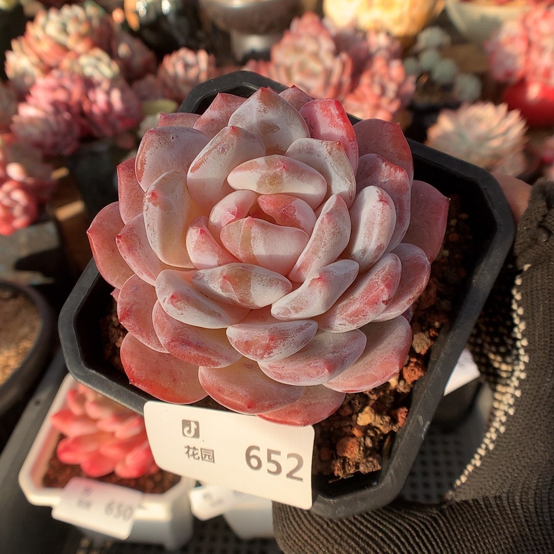 652雪天使石化多肉植物