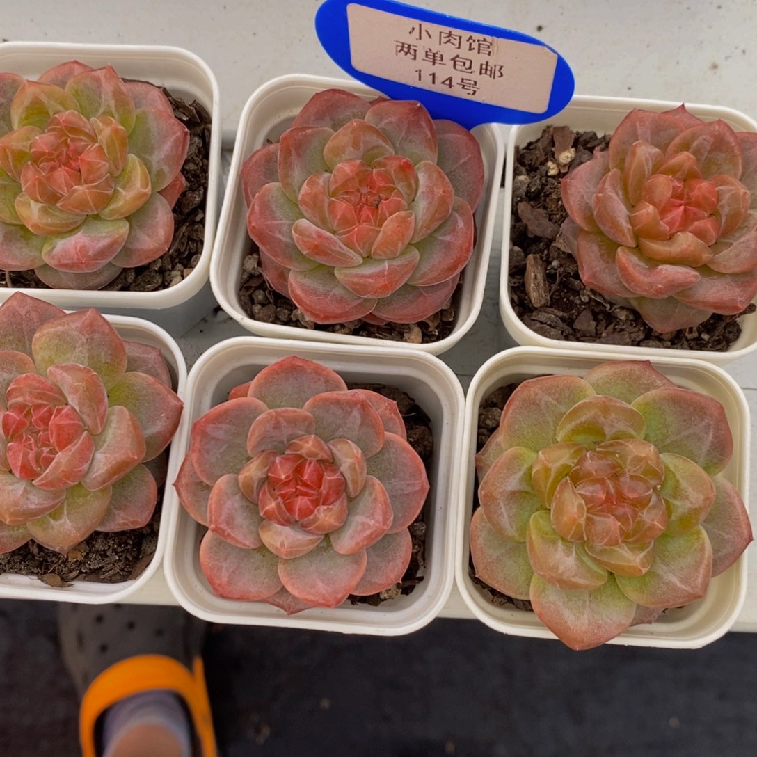 114-精品钻石珍妮糖心雪芙蓉单头一个