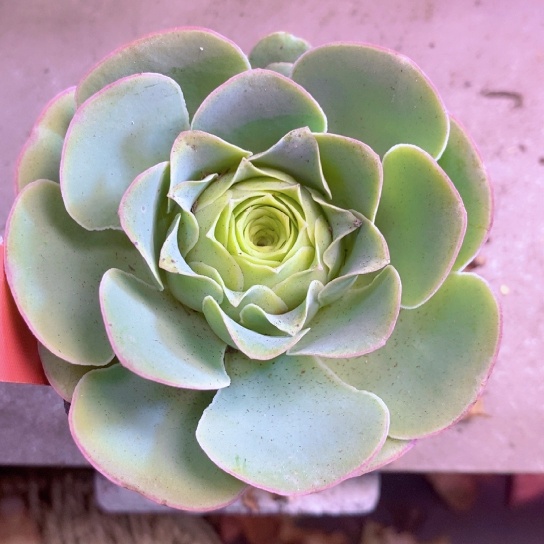 柒***染山地玫瑰一物一拍340lll