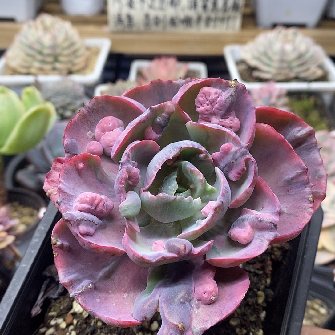 05148 宝塔锦有杆子