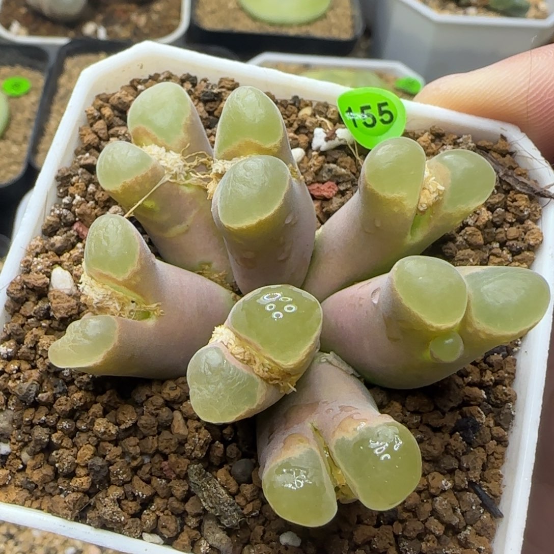 漂漂亮亮多肉植物155