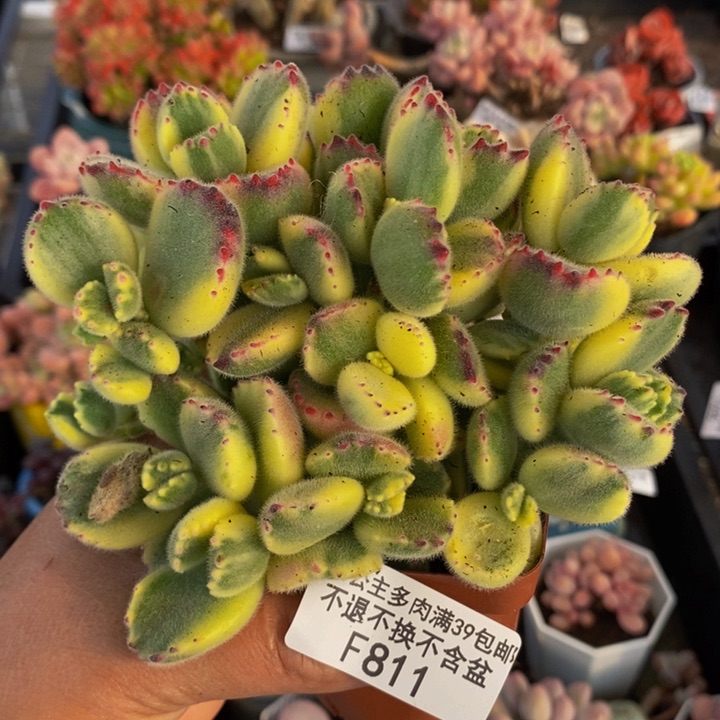 白熊10cm811多肉植物会掉叶