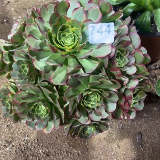 744奶白多肉植物花了