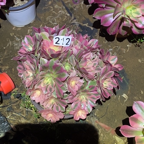 多肉植物法师212女巫