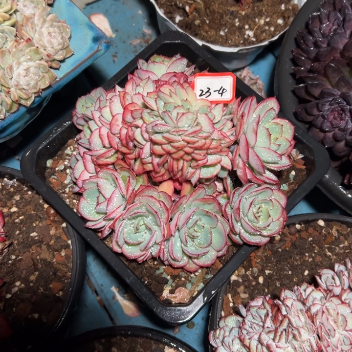 含****精品多肉植物老桩