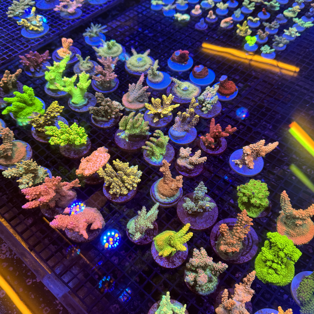 海草链接满500包邮