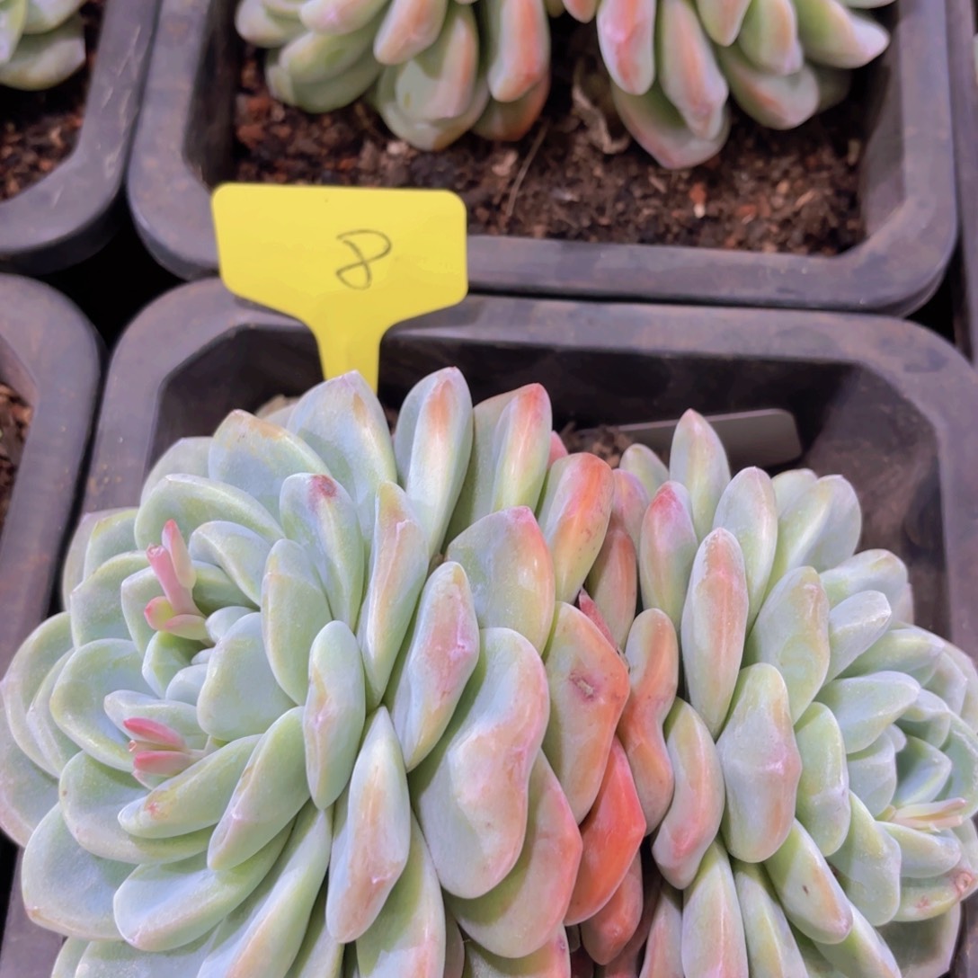 我的小可爱们都好可爱