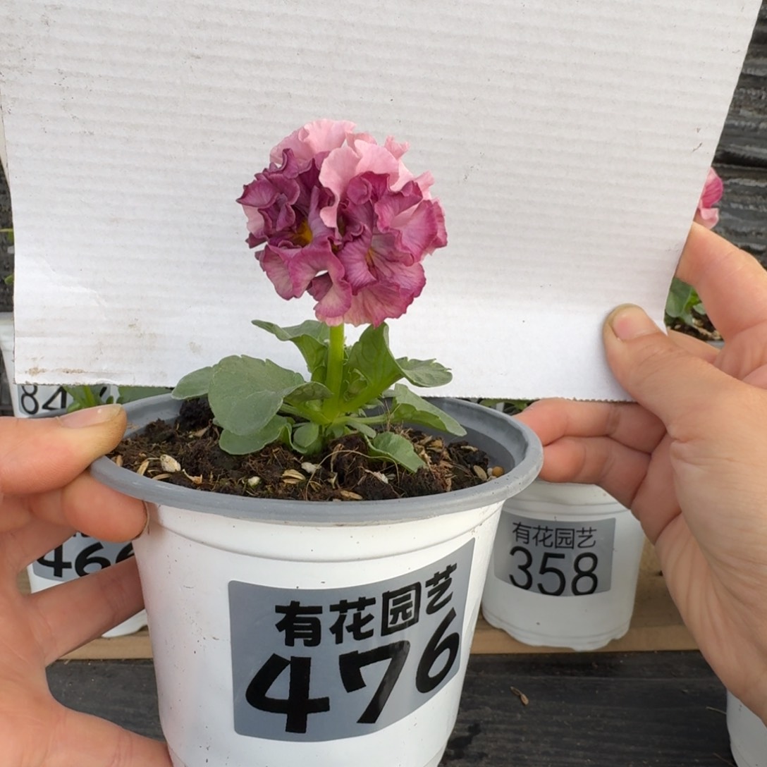 无花朵476号角堇