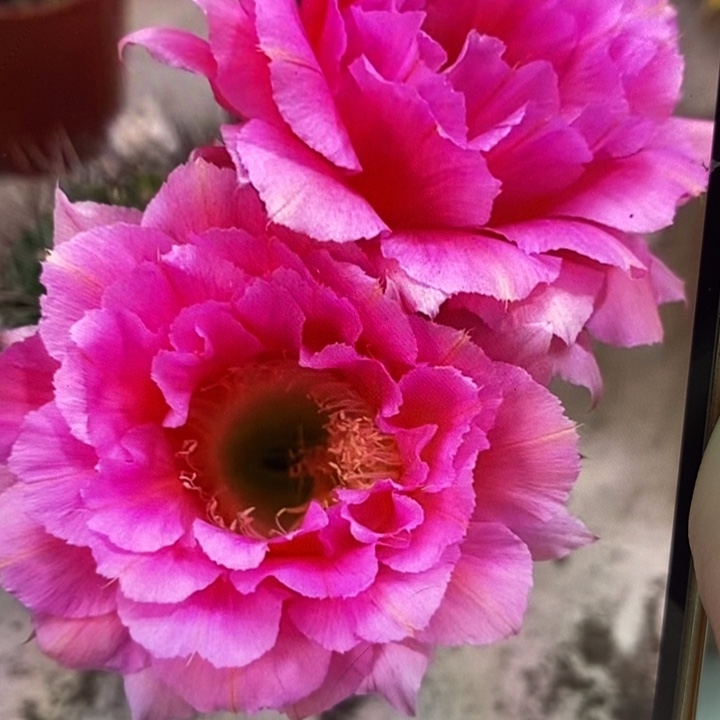 香香85号7公分左右