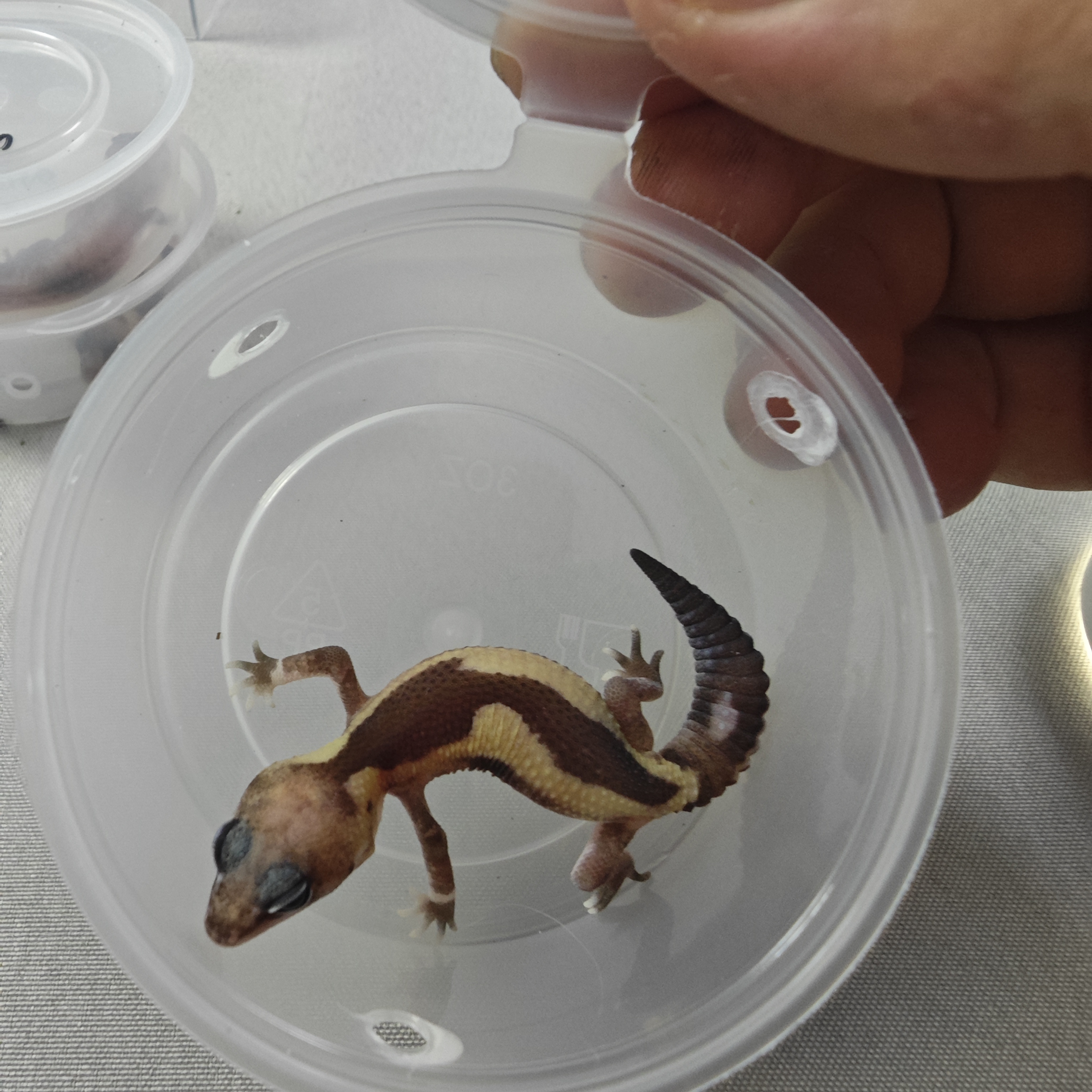 肥尾守宫【祖鲁隐橘白】！满100包邮！夜间低于10度勿拍！！