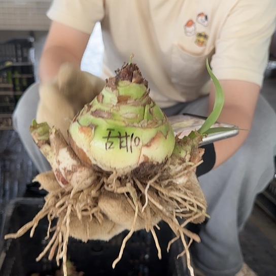 甜蜜妮芙9～10带4个侧 开花包对版