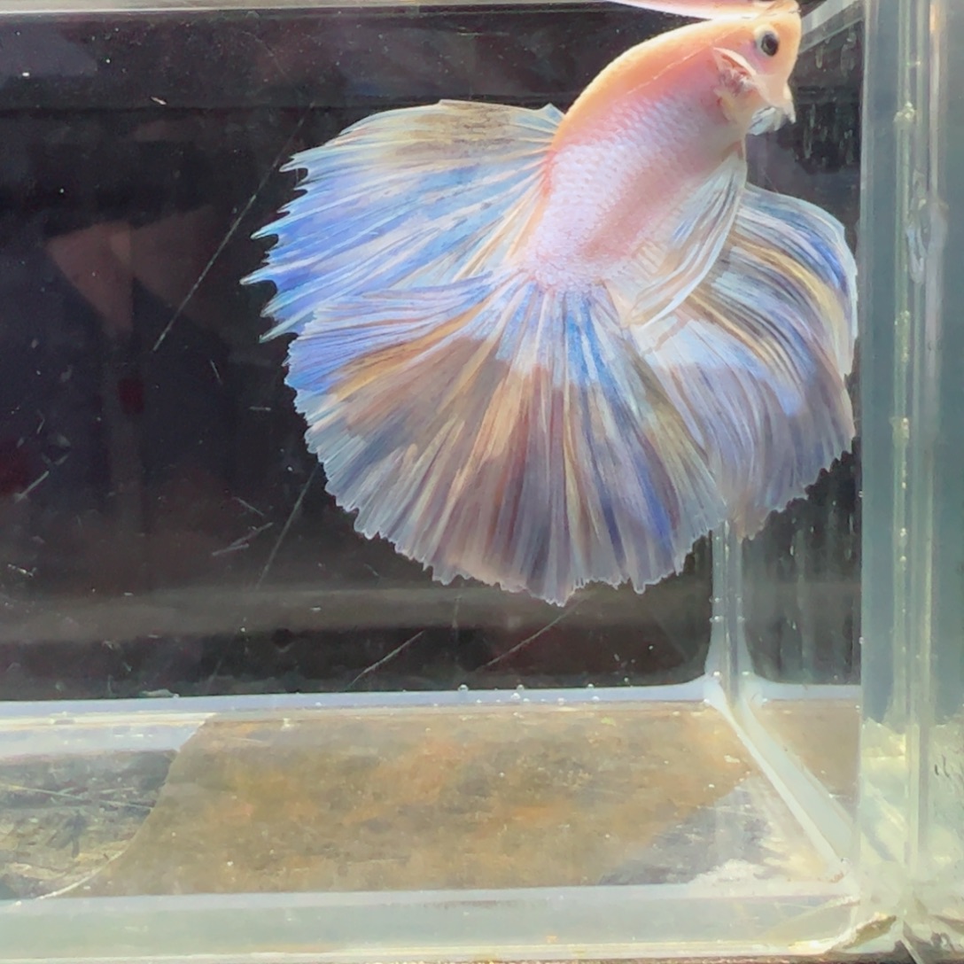 斗鱼浅色特殊尾hhhh