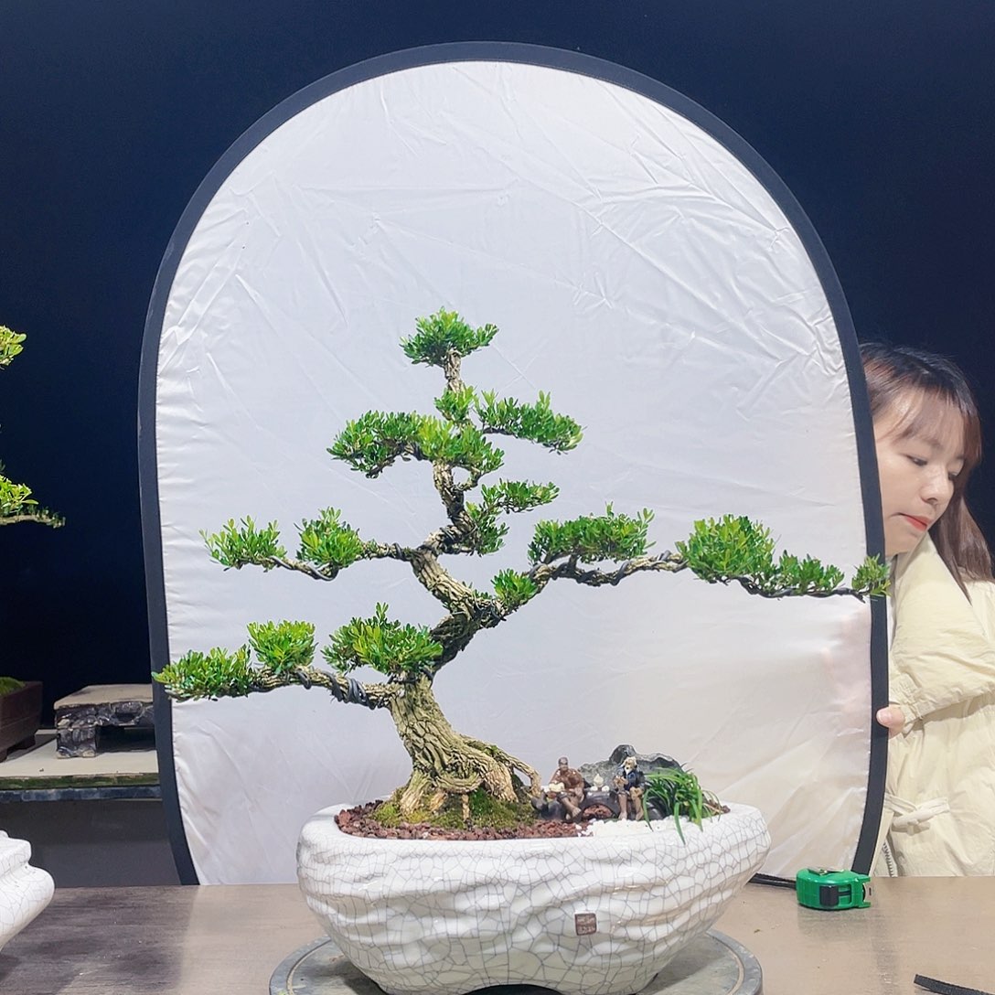 完全开放行****想黄杨盆景四季常青