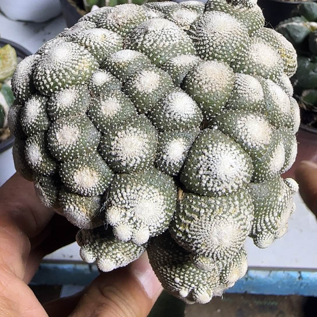 松露玉群头上724仙人球