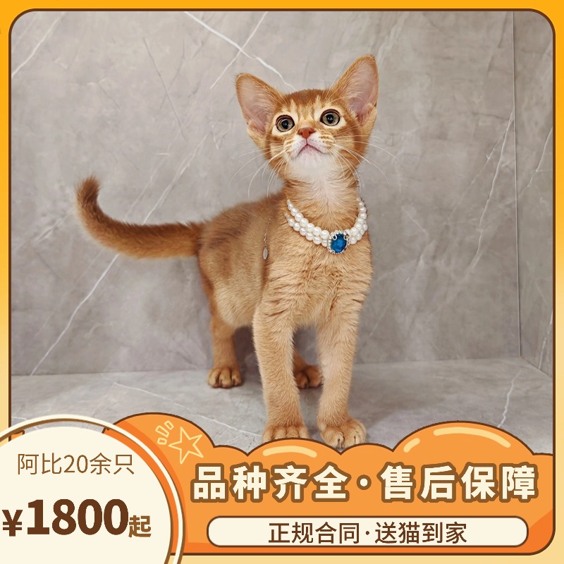 三萌猫舍｜阿比西尼亚猫·四种颜色·聪明敏捷·掉毛少·售后无忧