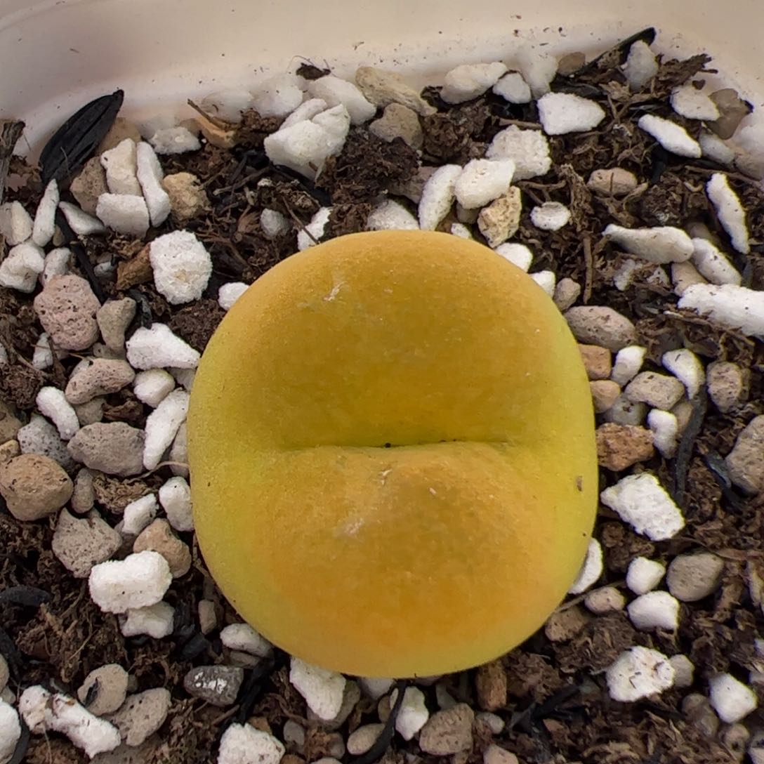 0719号毛 多肉植物